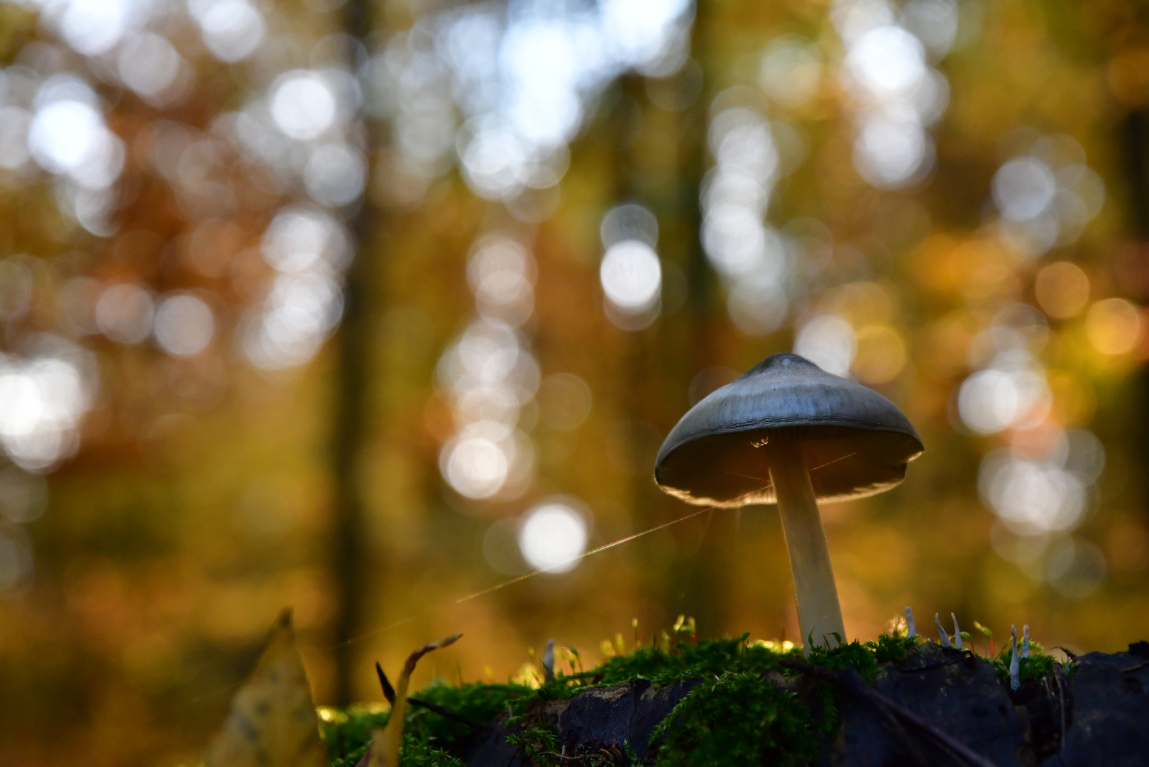 Ein sonniger Herbsttag neigt sich dem Ende!