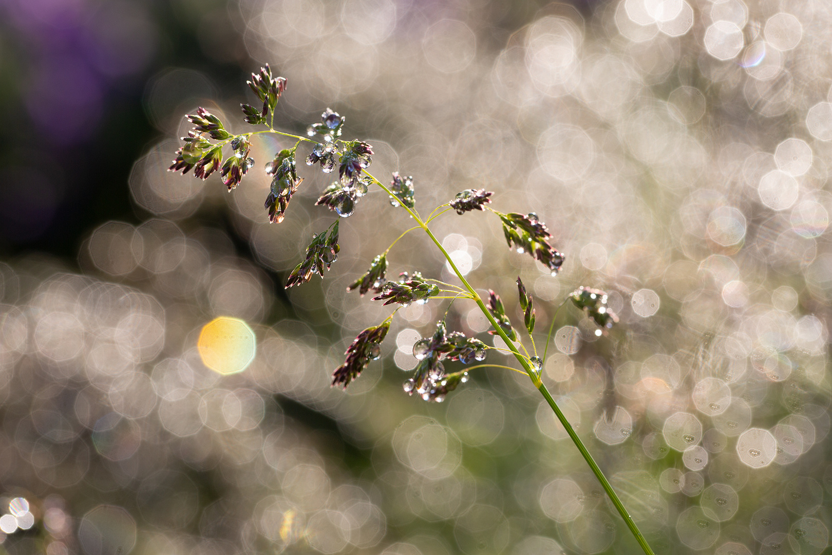 ein sonniger Morgen nach dem Regen 1