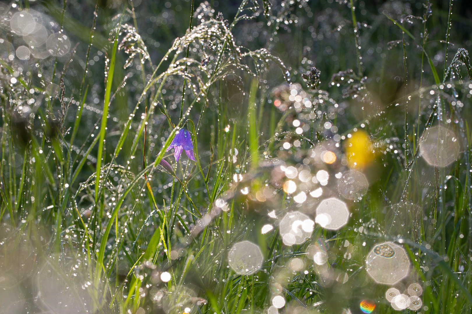 ein sonniger Morgen nach dem Regen 3