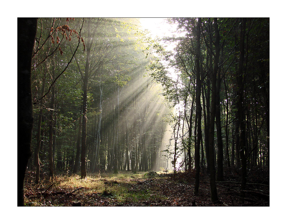 Ein sonniger Morgenspaziergang