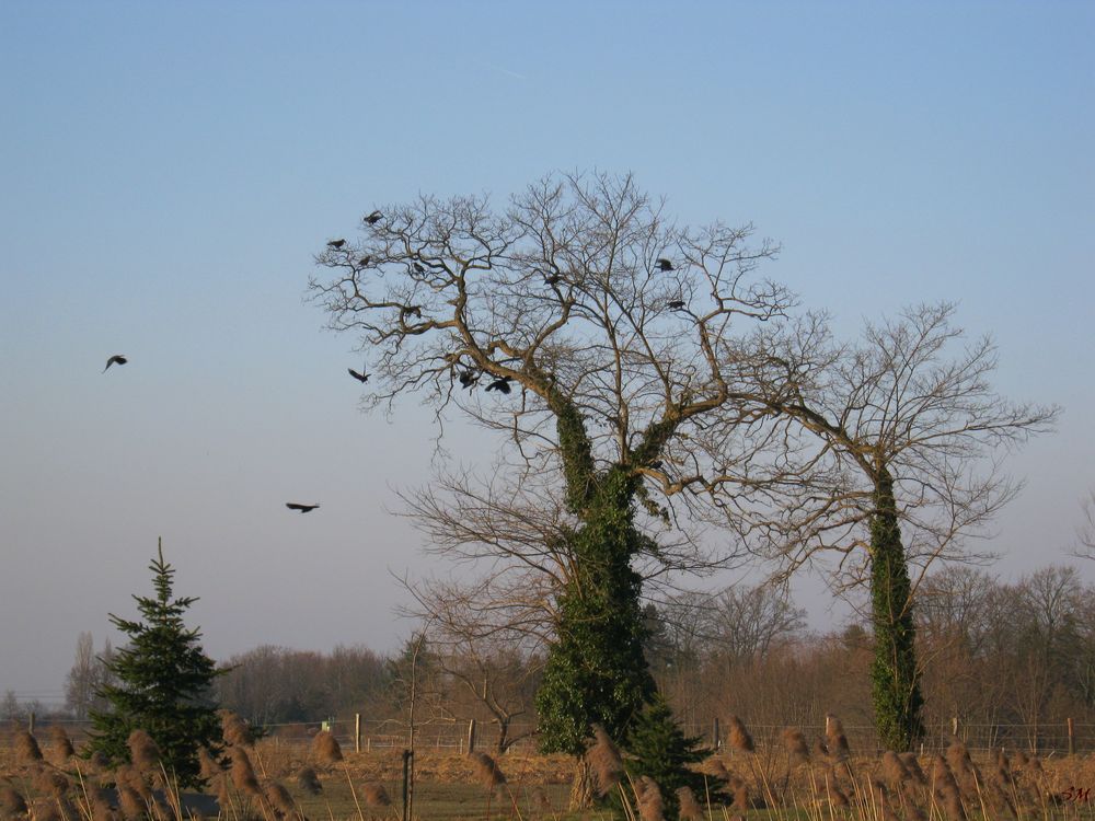 Ein sonniger Nachmittag im Februar