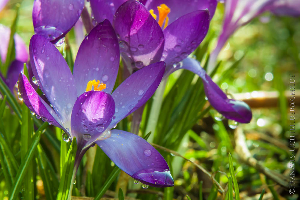 Ein sonniger Nachmittag im Garten 2...