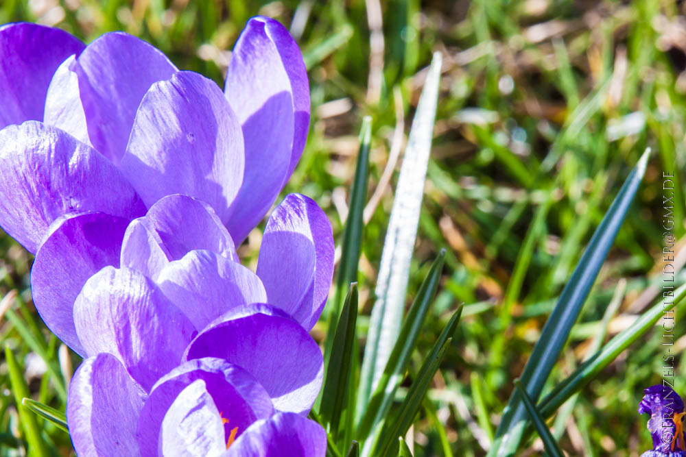 Ein sonniger Nachmittag im Garten 3...