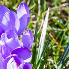 Ein sonniger Nachmittag im Garten 3...