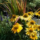 Ein sonniger Platz im Garten