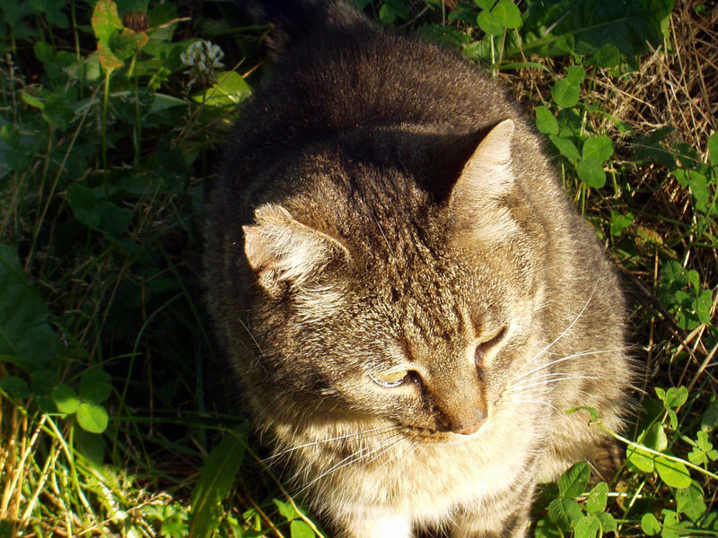 Ein Sonniger Platz im Garten