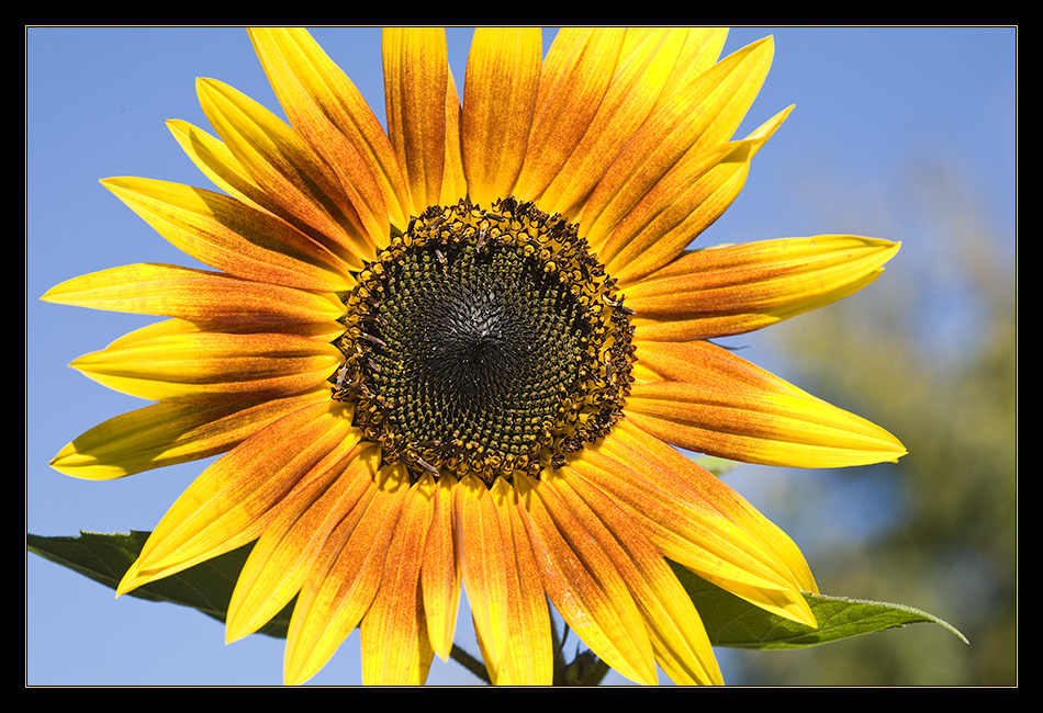 Ein sonniger Sonntag mit Sonnenblume