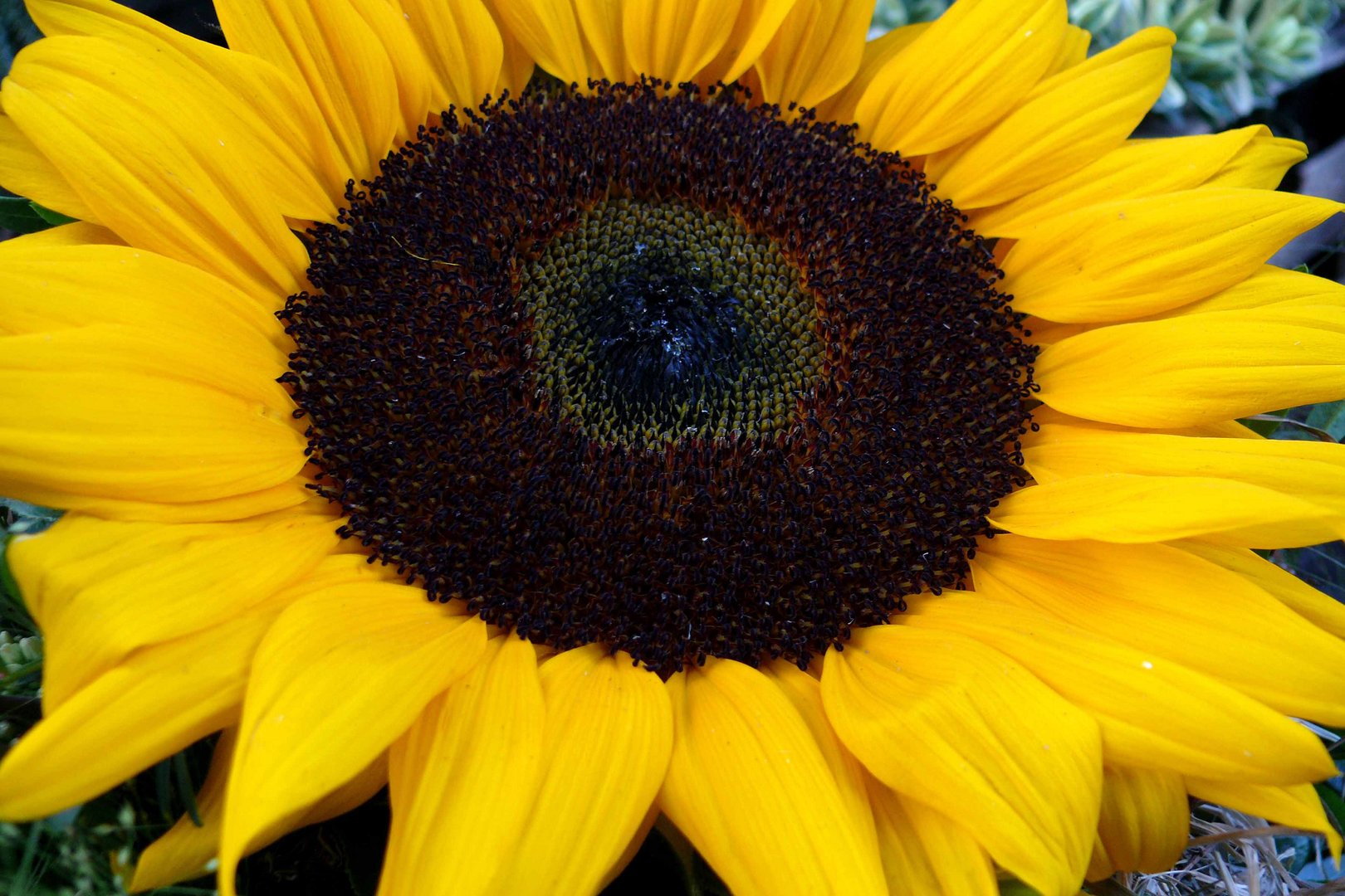 Ein sonniger Sonntagsgruß