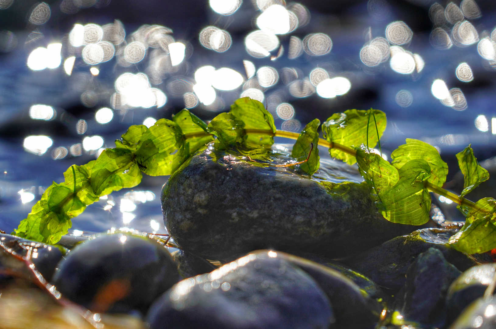 Ein sonniger Tag am Bodensee 