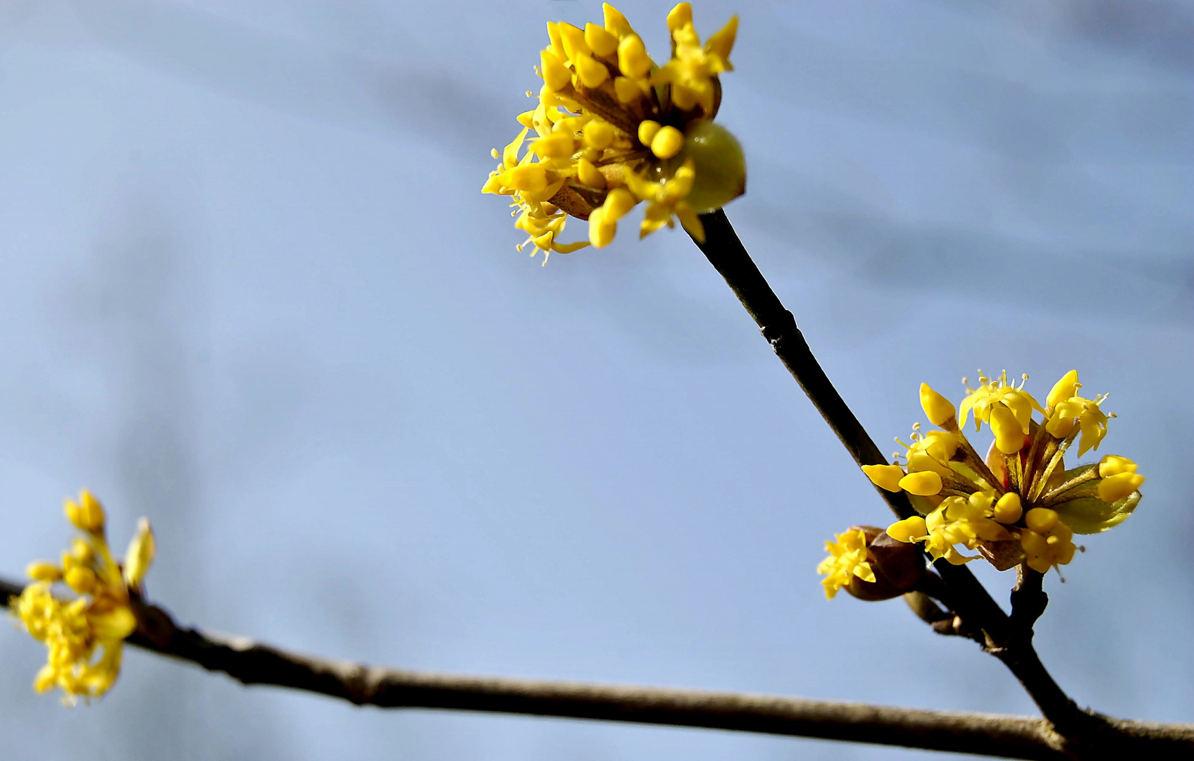 Ein sonniger Vorfrühlings - Gruss