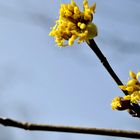 Ein sonniger Vorfrühlings - Gruss