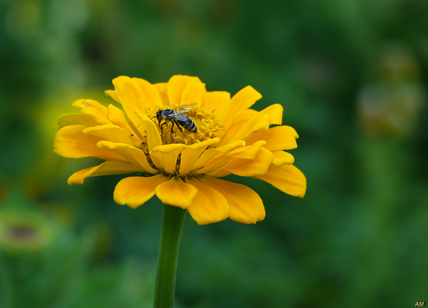 Ein sonniges Gelb lockt Insekten an ...