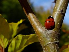 Ein sonniges Kerlchen