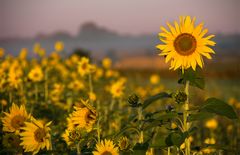 ein sonniges Lächeln