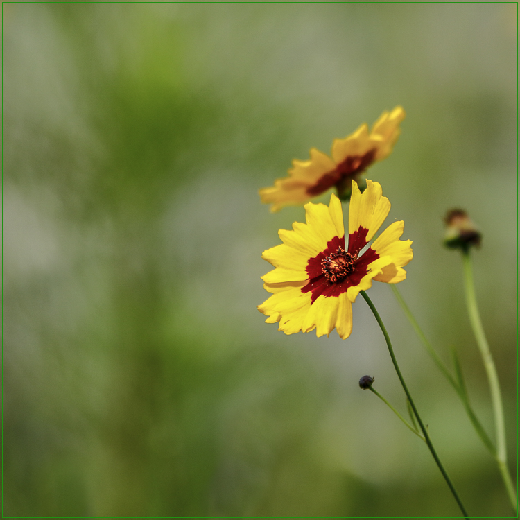 Ein sonniges Mittwochblümchen