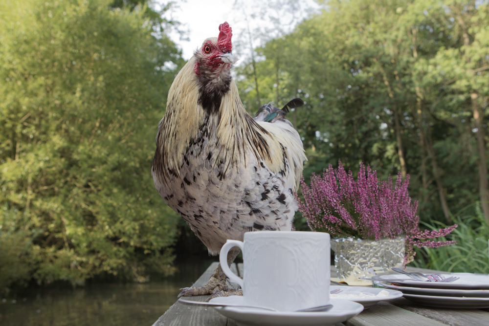 ein Sonntag auf dem Land