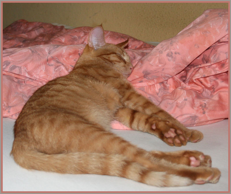 Ein Tier Im Bett Ein Tier Im Bett