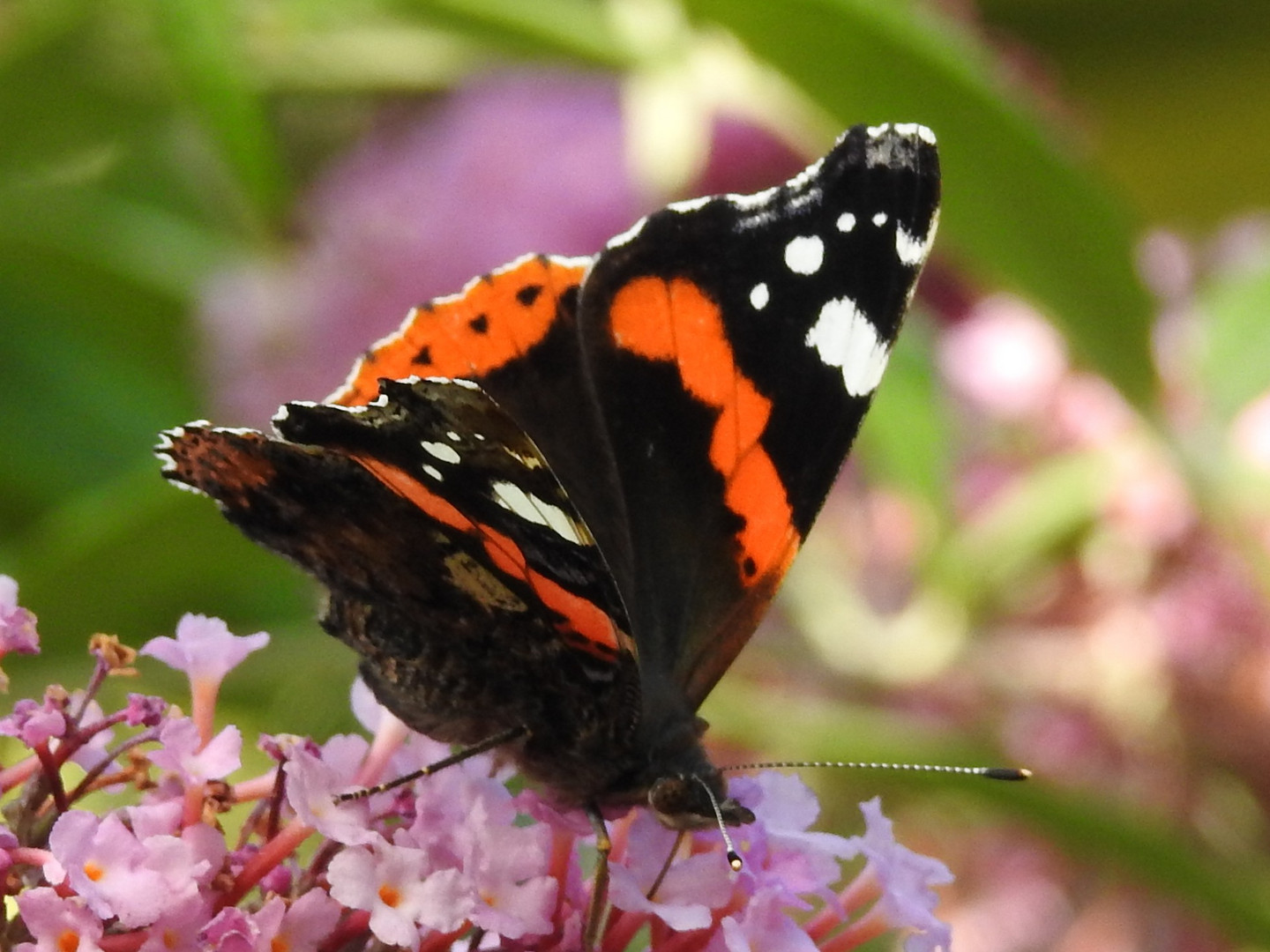 Ein Sonntag im Garten 7