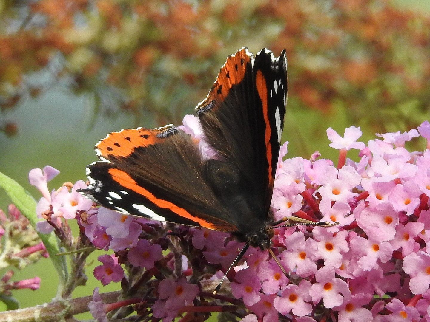 Ein Sonntag im Garten 8