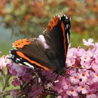 Ein Sonntag im Garten 8