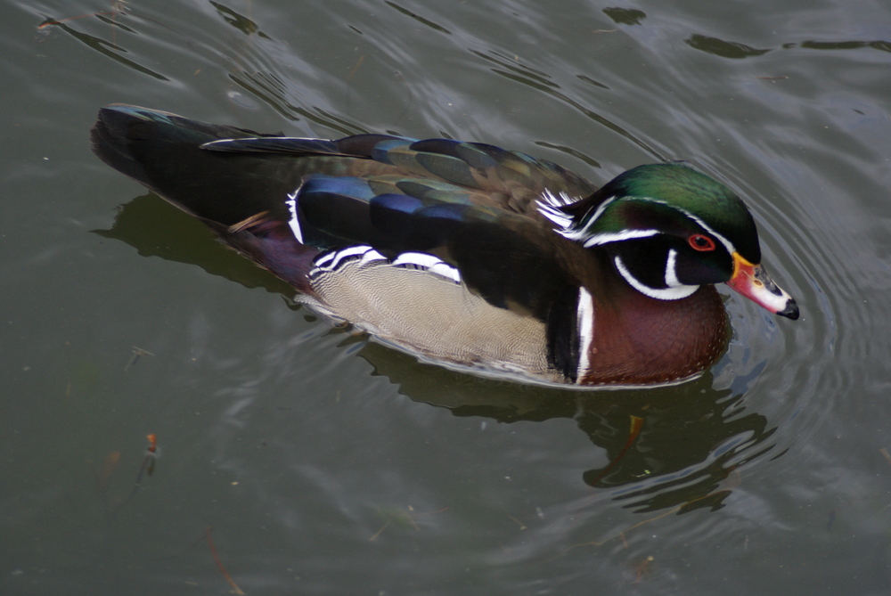 Ein Sonntag im Vogelpark