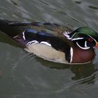 Ein Sonntag im Vogelpark