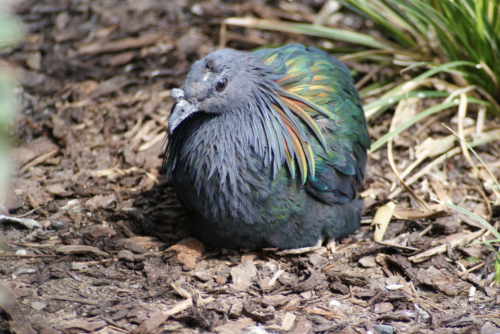 Ein Sonntag im Vogelpark Herborn