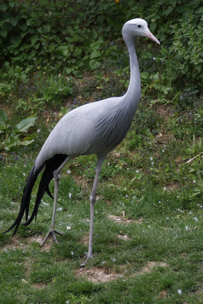 Ein Sonntag im Vogelpark Uckersdorf