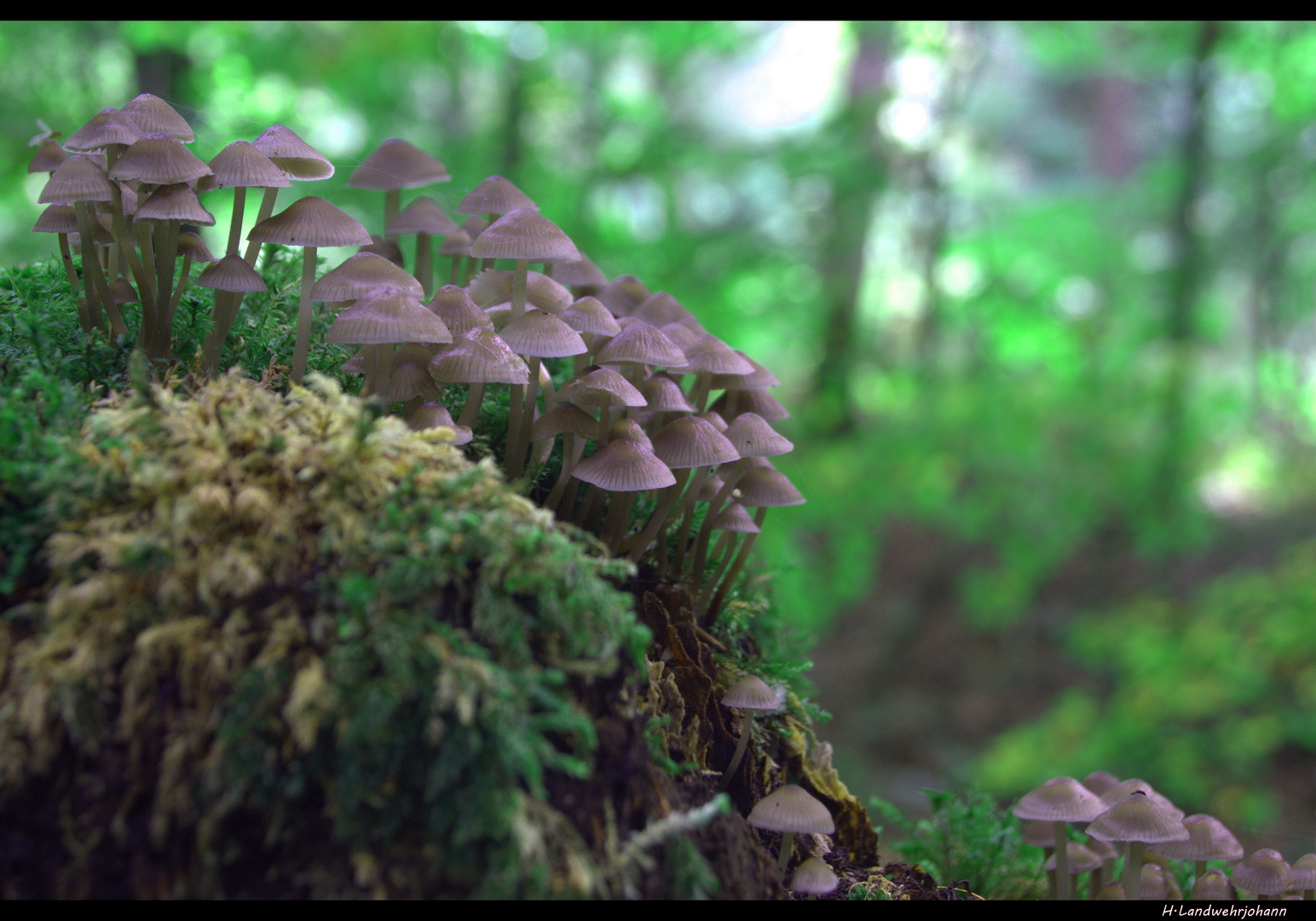 Ein Sonntag im Wald 9