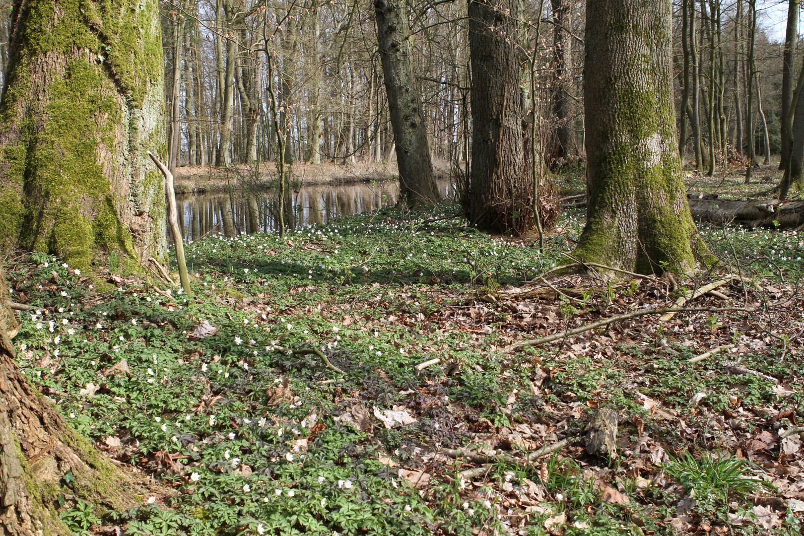 Ein Sonntag im Wald