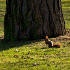 ~ ein Sonntags-Hörnchen ~