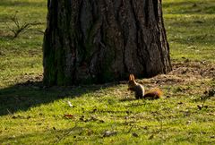 ~ ein Sonntags-Hörnchen ~