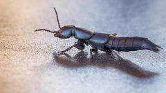 Ein Sonntags-Tänzchen