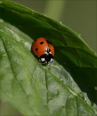 Ein Sonntagsgruß aus dem Garten...