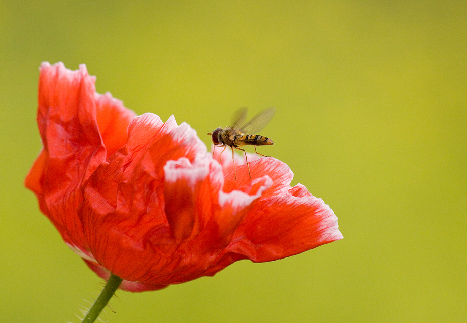 Ein Sonntagsmöhnchen mit Schwebfliege..:)