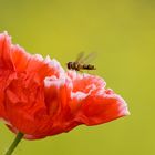 Ein Sonntagsmöhnchen mit Schwebfliege..:)