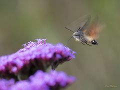 Ein später Besucher - Taubenschwänzchen