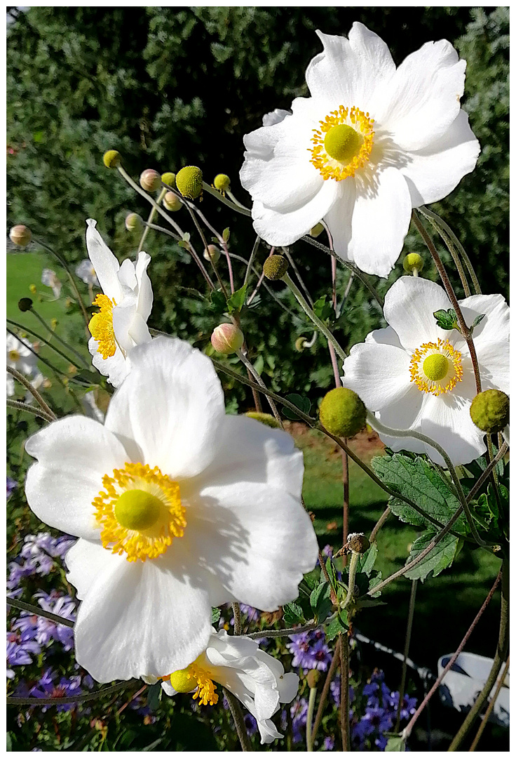 Ein später Gruss aus dem Garten