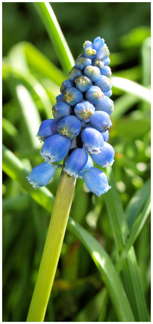 Ein spätes Mittwochsblümchen