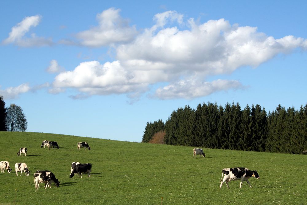 Ein Spätherbst-Tag im Hochschwarzwald...