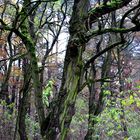 ein Spätherbsttag im Wald