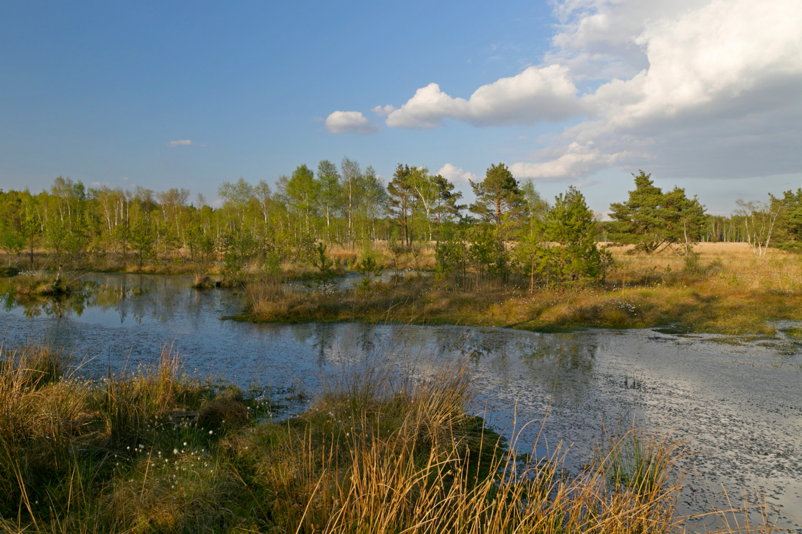 Ein Spätnachmittag im Moor