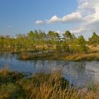 Ein Spätnachmittag im Moor