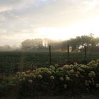 ein Spätsommermorgen auf Zeeland