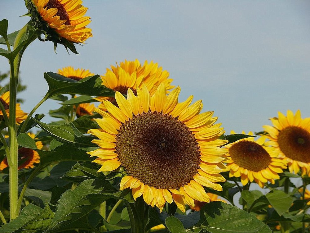 ein Spätsommertag 2