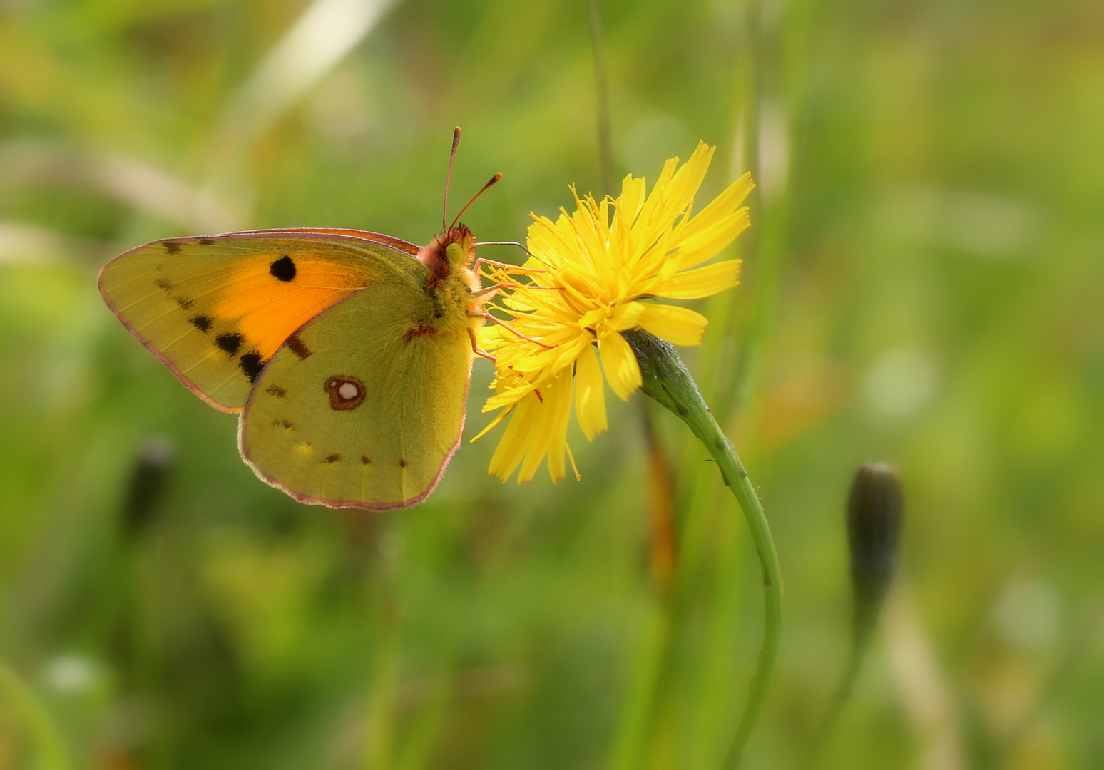 Ein Spätsommertraum...die Goldene Acht...