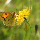 Ein Spätsommertraum...die Goldene Acht...