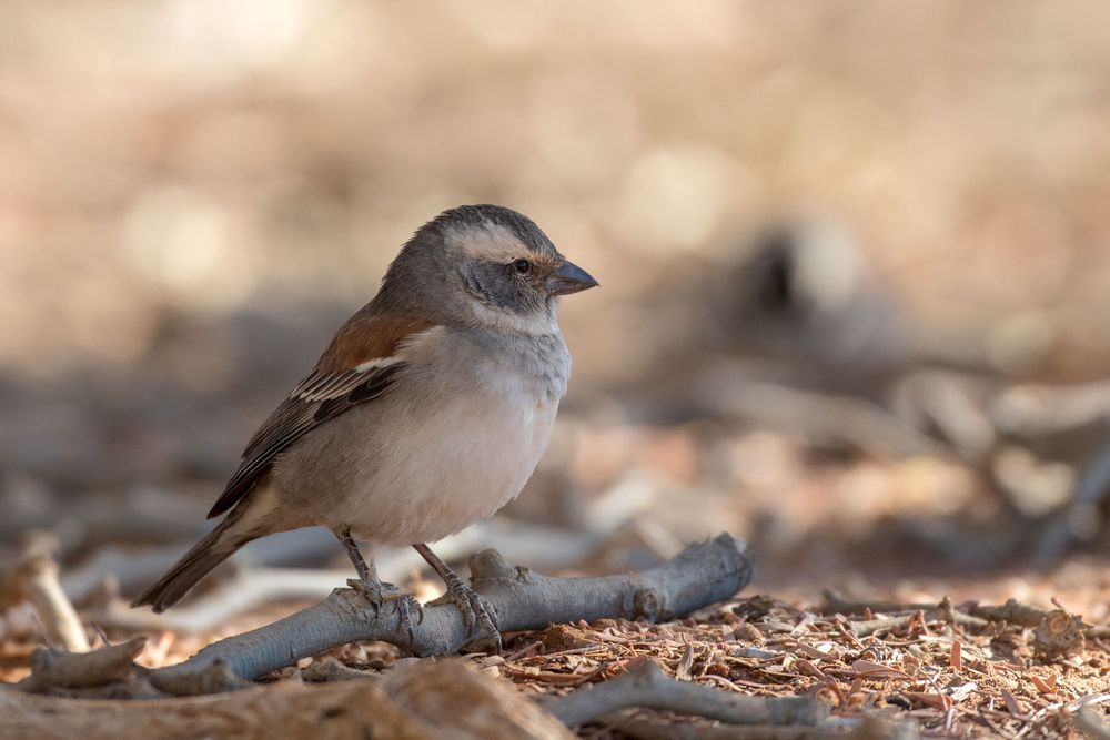 Ein Spätzchen in Namibia