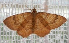 Ein Spanner im Haus - Camptogramma bilineata ??