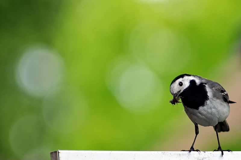 Ein Spaßvogel ...